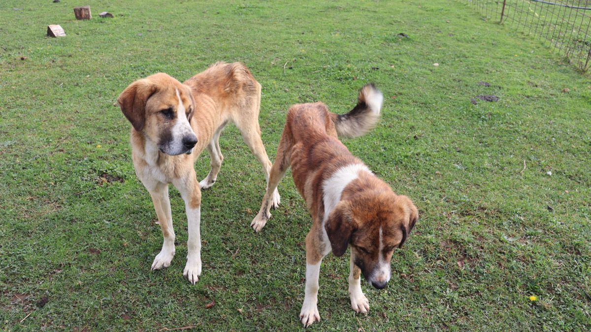 Los perros maltratados comienzan a mejorar su estado de salud. | L.N.C.