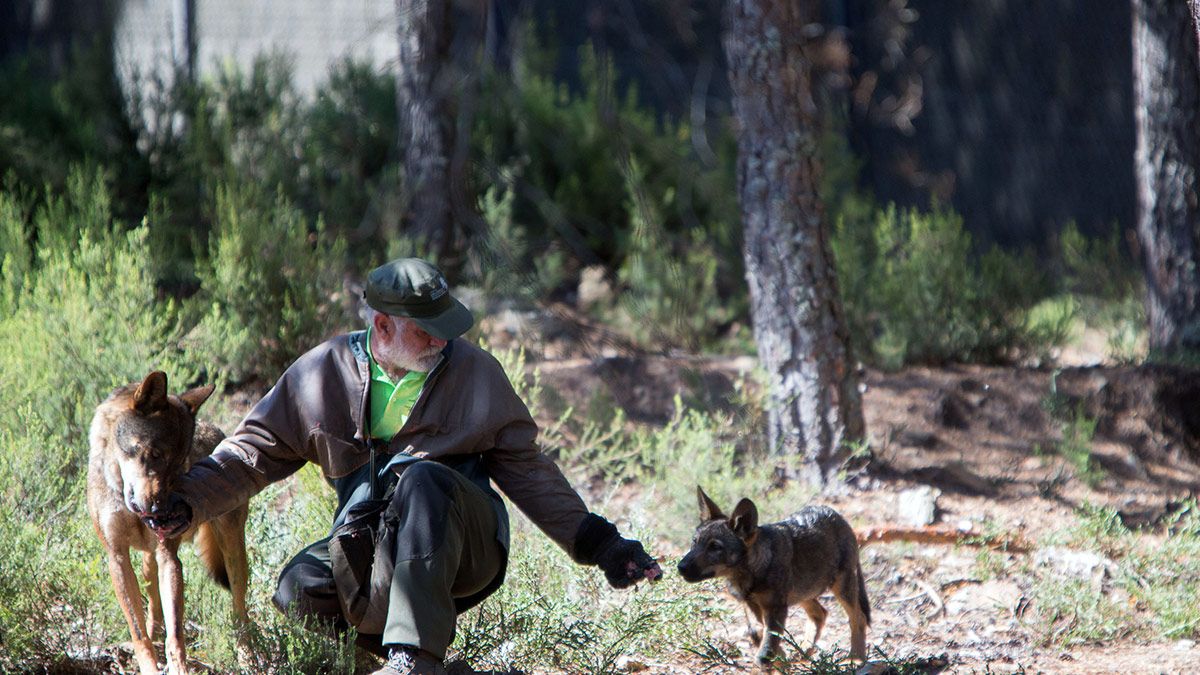 Ejemplares de lobo en el Centro del Lobo Ibérico de Castilla y León. | ICAL