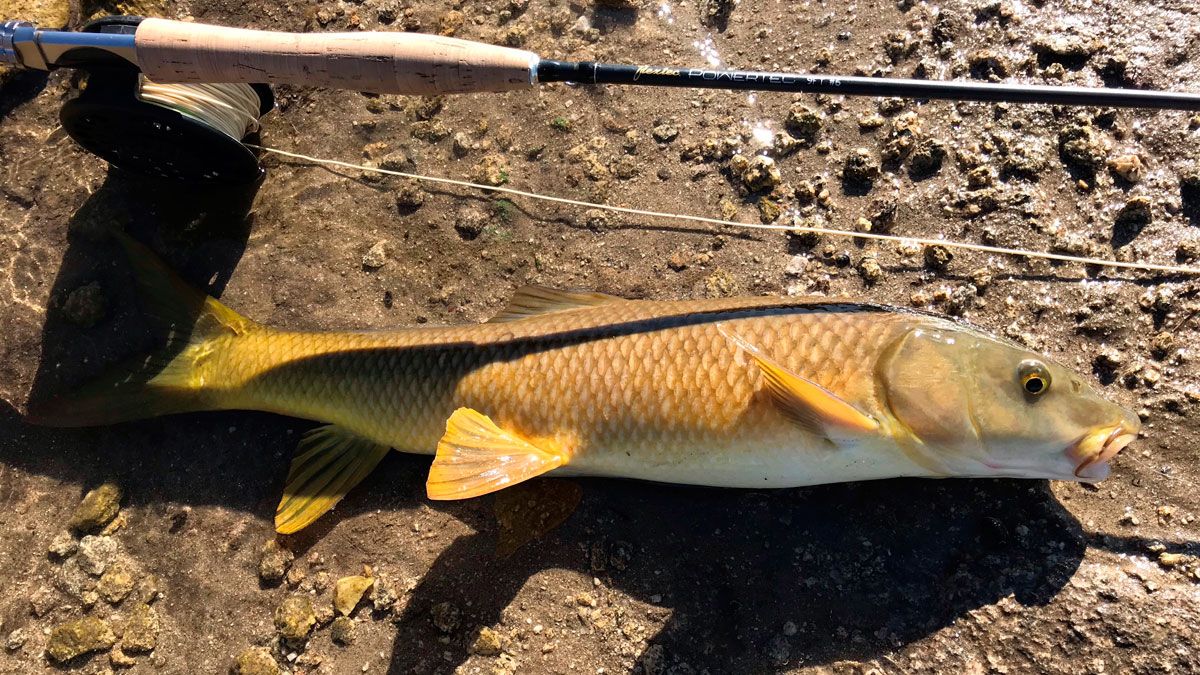 Bonito ejemplar de barbo pescado en superficie. | R.P.N. Bonito ejemplar de barbo pescado en superficie. | R.P.N.