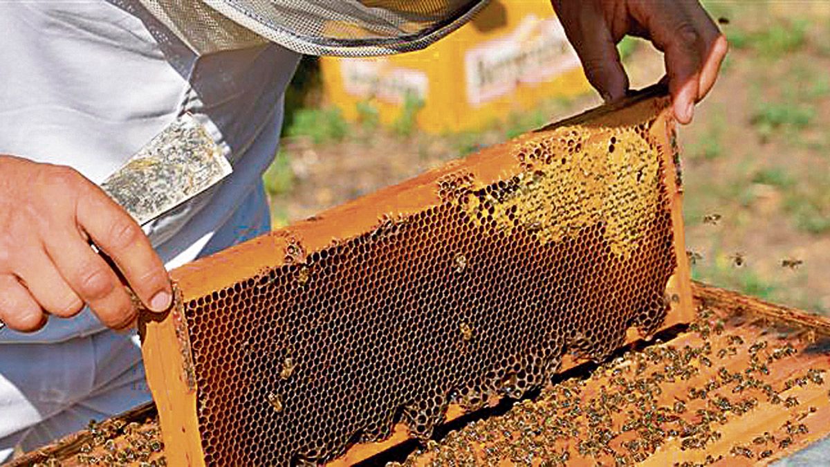 Los productos apícolas se usan desde la antigüedad en cosmética. | L.N.C.