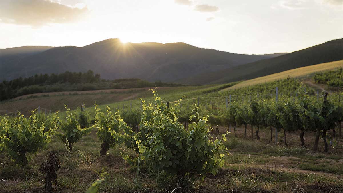 En la fotografía, el paraje de Lamas de Picón (Canedo), donde está plantada la mayor extensión de Godello de Bodegas Gancedo. | L.N.C.