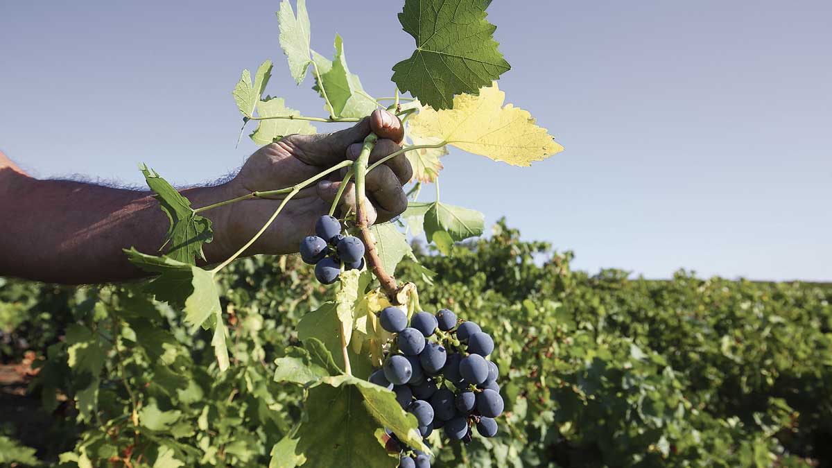 Viñedos de Castro Ventosa.