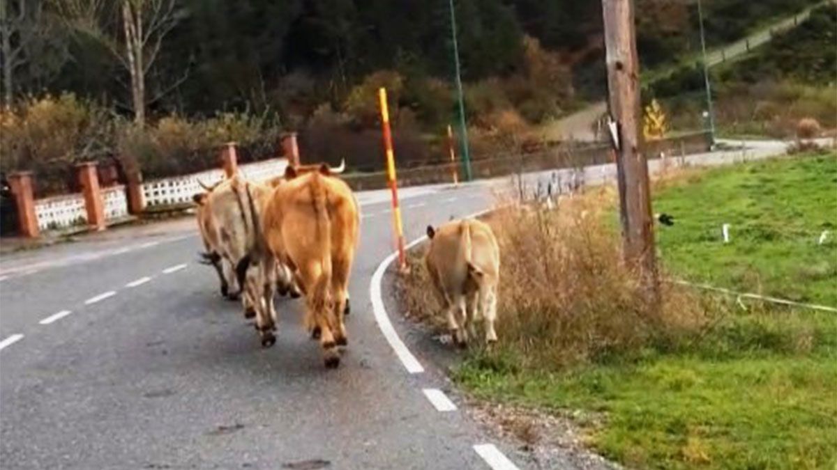 El ganado, en la imagen, en la carretera de la localidad. | L.N.C.
