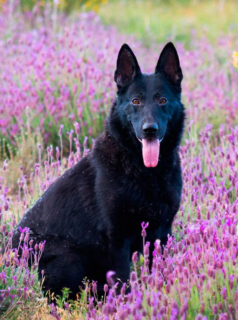 El perro de raza pastor alemán, Negro, se ha adaptado a la perfección al estilo de vida de su nuevo dueño, un hombre de campo. | Javier Valladares