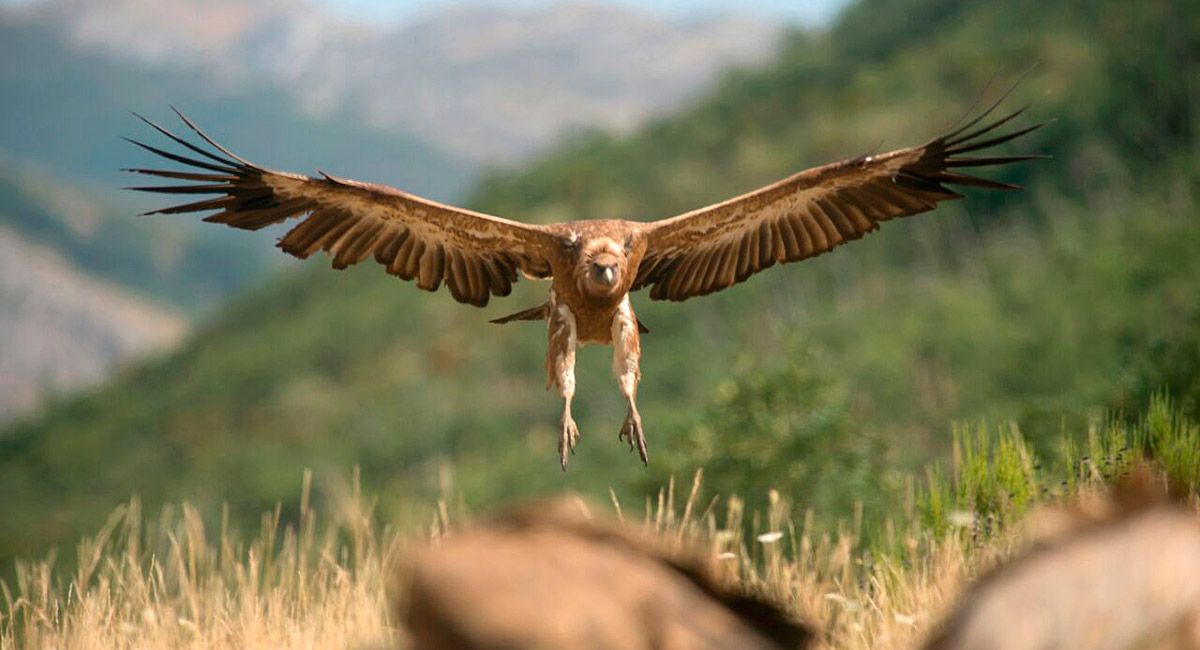 El buitre común o leonado es la más abundante de las aves carroñeras. | JAVIER VALLADARES