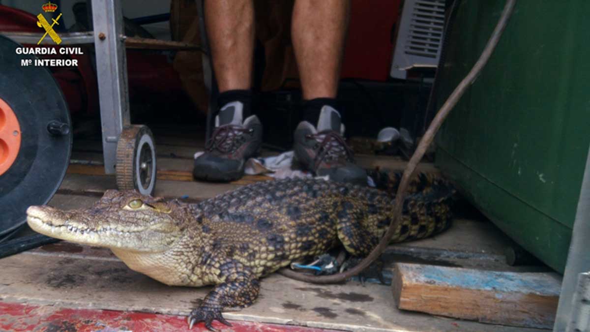 El ejemplar de cocodrilo del Nilo intervenido por la Guardia Civil en el Val de San Lorenzo.