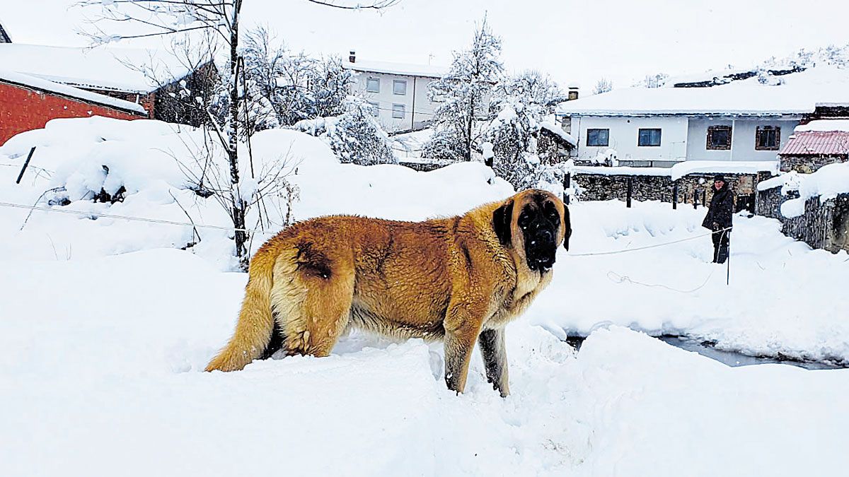 Los animales se acostumbran estos días a volver a andar entre la nieve en los pueblos de la montaña leonesa. | CARLOS ÁLVAREZ