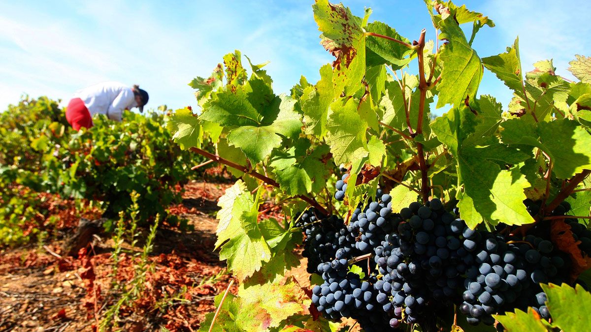 Viñas en el Bierzo, en una imagen de archivo. | César Sánchez (Ical)