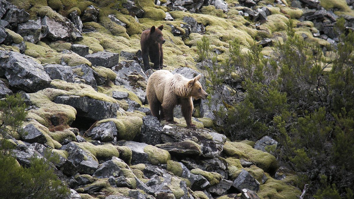 Los socialistas abogan por impulsar el ‘tirón’ que produce el avistamiento de osos en Laciana. | ICAL