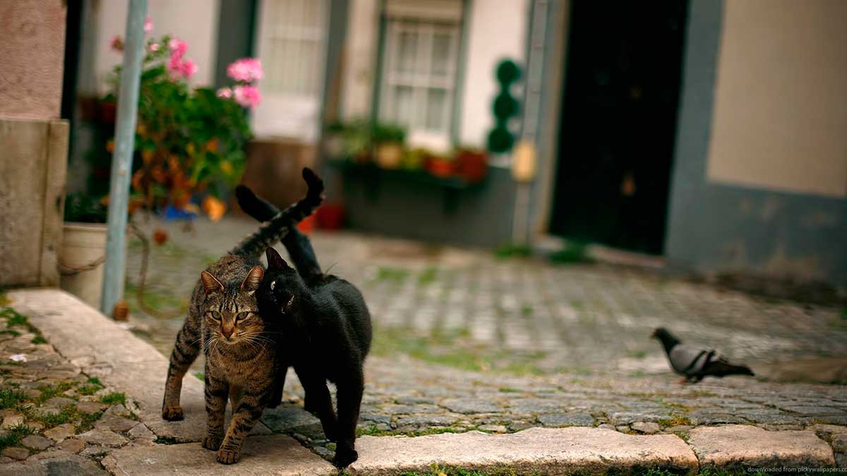 Las colonias de gatos que son alimentados por los vecinos son numerosas en distintas ciudades. | ARGOS