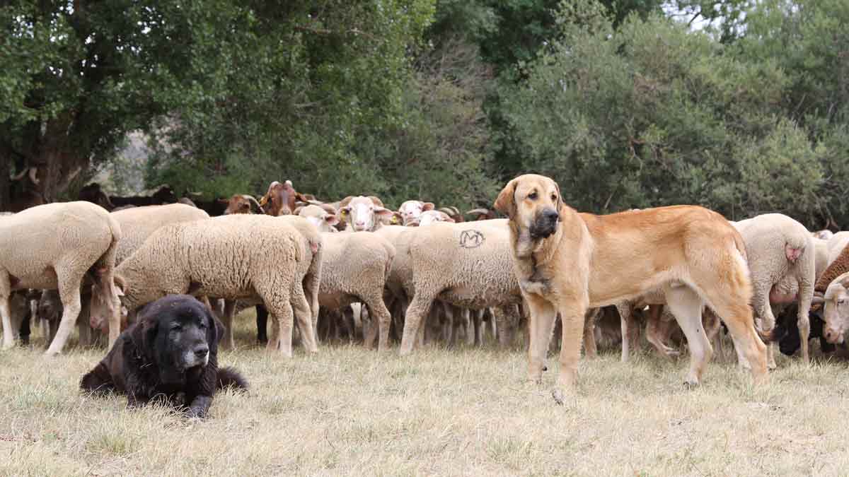 Mastines y ovejas merinas convivieron este domingo en el Concurso de San Emiliano de Babia. | ASOC. MASTÍN DE BABIA