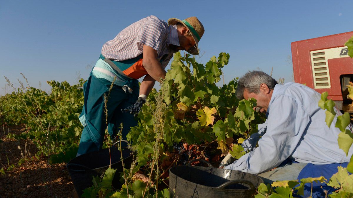 Productores vinícolas de la provincia de León. | MAURICIO PEÑA