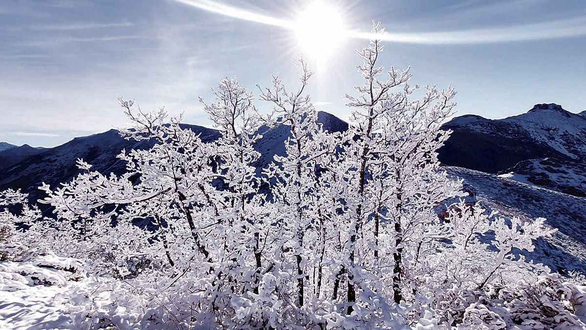 "Carámbanos multiformes que revisten caprichosamente de hielo las hierbas y arbustos que rodean las pequeñas cascadas del camino". | LUIS REGALES