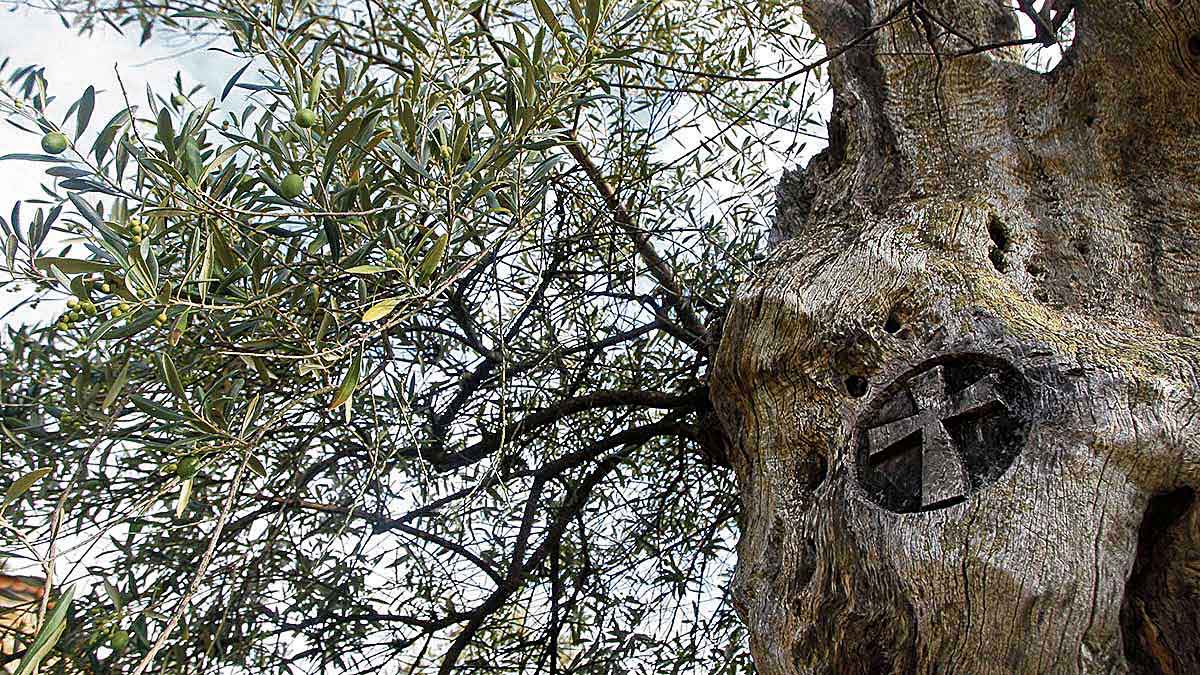 Marca de la Cruz de Santiago en un olivo centenario en la localidad del Bierzo Alto de Labaniego. | ICAL