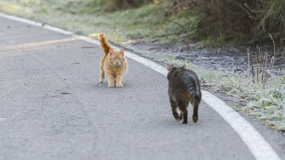 gatos-colonias-leon-11012021.jpg gatos-colonias-leon-11012021.jpg