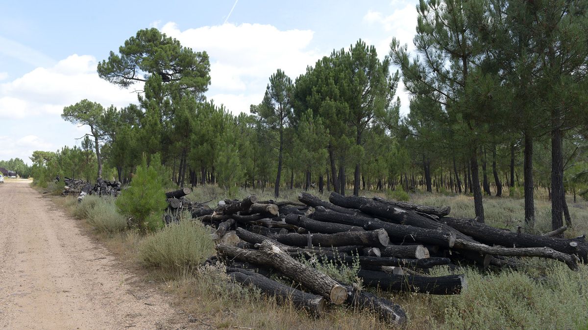 El incendio arrasó cerca de 11.700 hectáreas justo hace tres años. | MAURICIO PEÑA