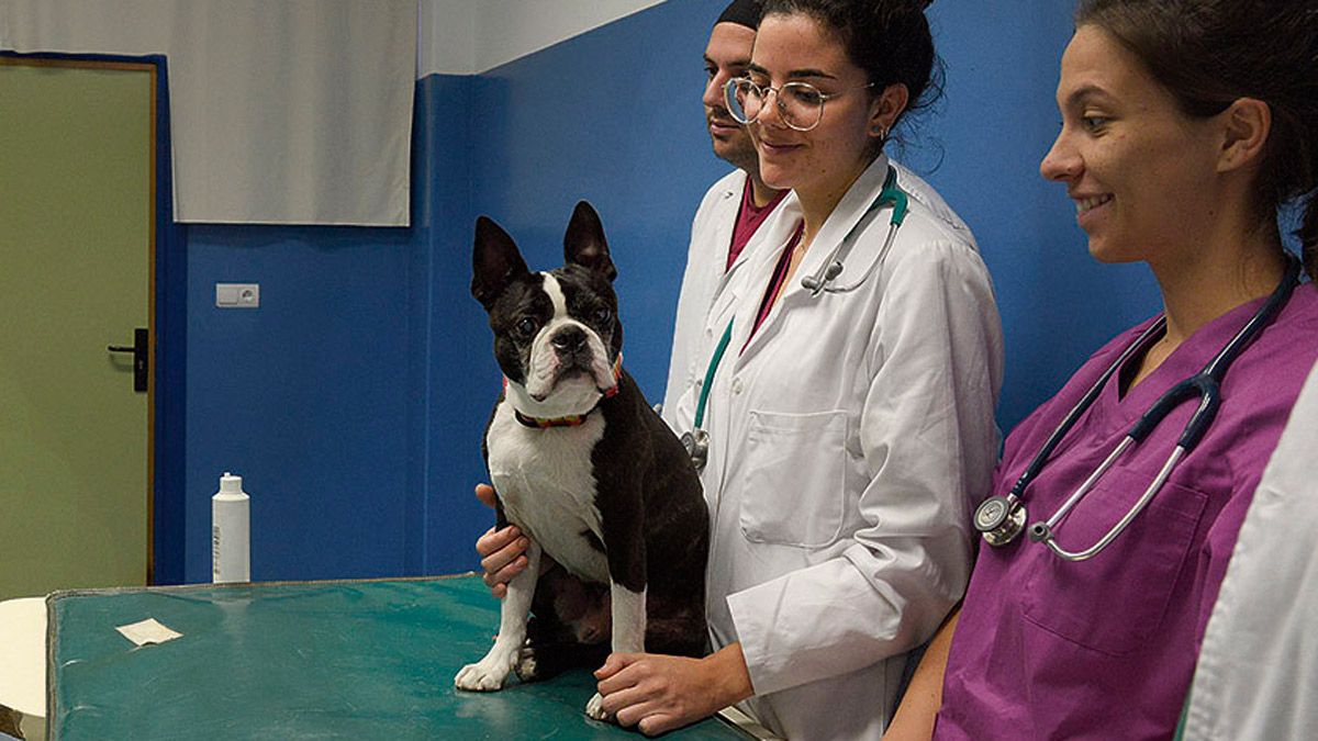 veterinarios-29-1-21.jpg veterinarios-29-1-21.jpg