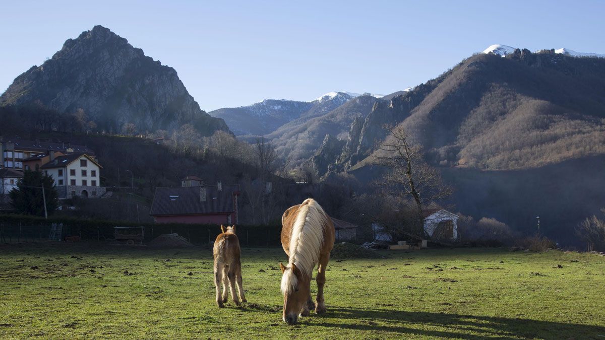 Imagen de reses equinas pastando en Oseja de Sajambre, dentro del Parque Nacional de Picos de Europa. | ICAL