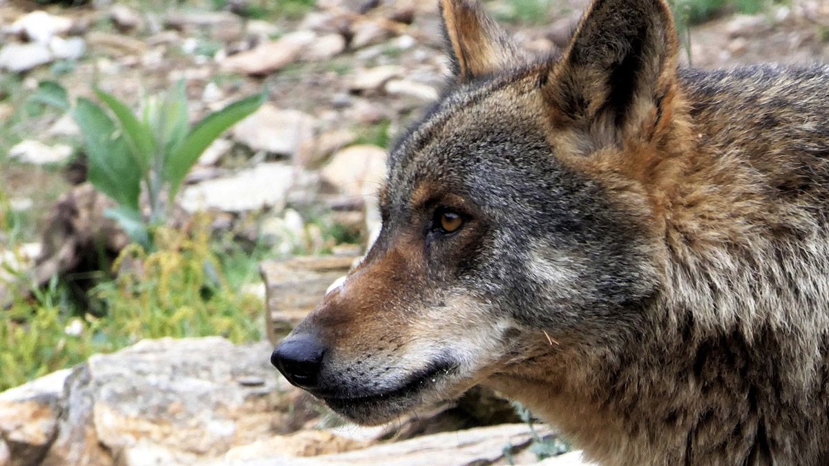lobo-frente-comun-4221.jpg lobo-frente-comun-4221.jpg