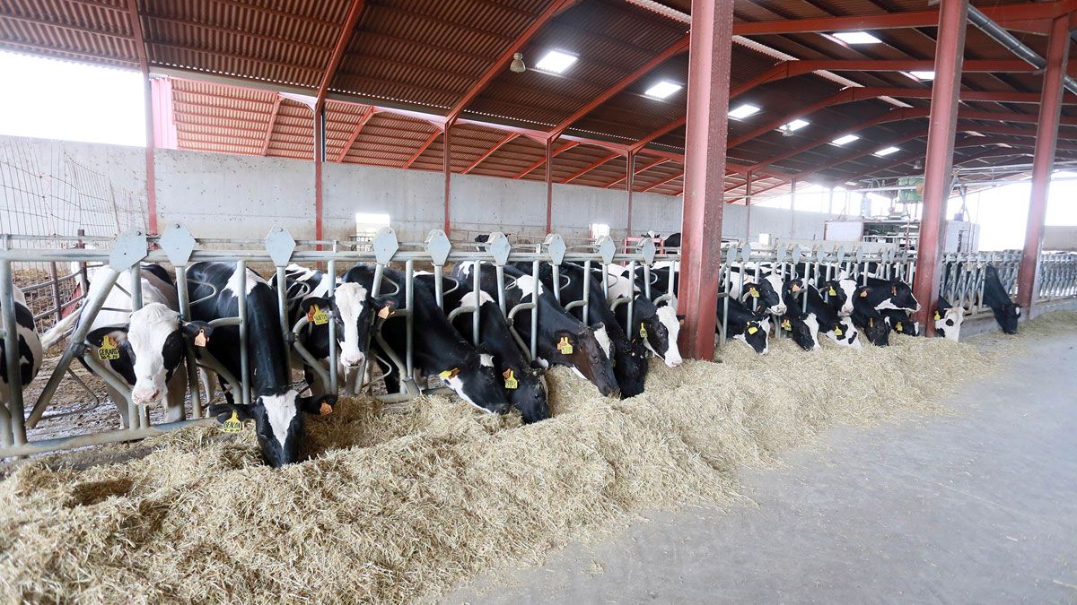 Explotación de ganado vacuno de leche en la localidad de Melgar de Yuso, en la provincia de Palencia. | ICAL