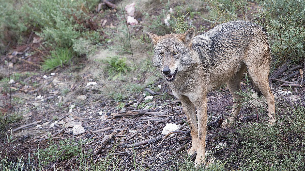 Imagen de un ejemplar de lobo ibérico | ICAL