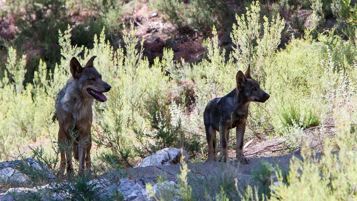 Lobos ibéricos. | ICAL