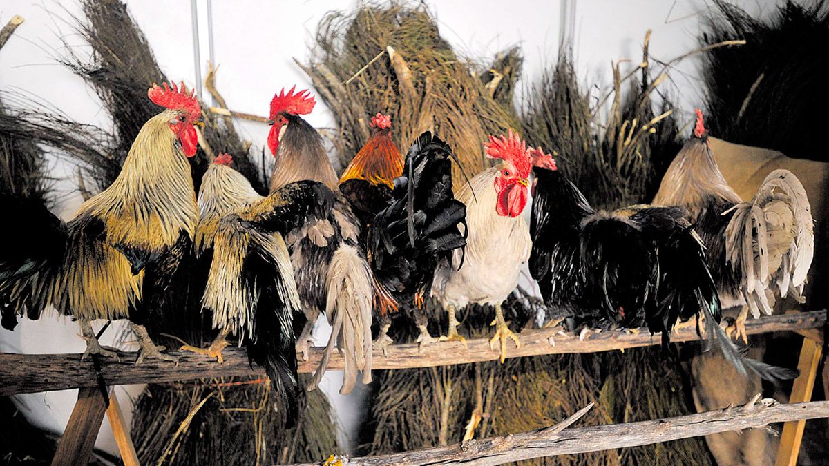 Imagen de archivo de los gallos de pluma de La Vecilla. | L.N.C.