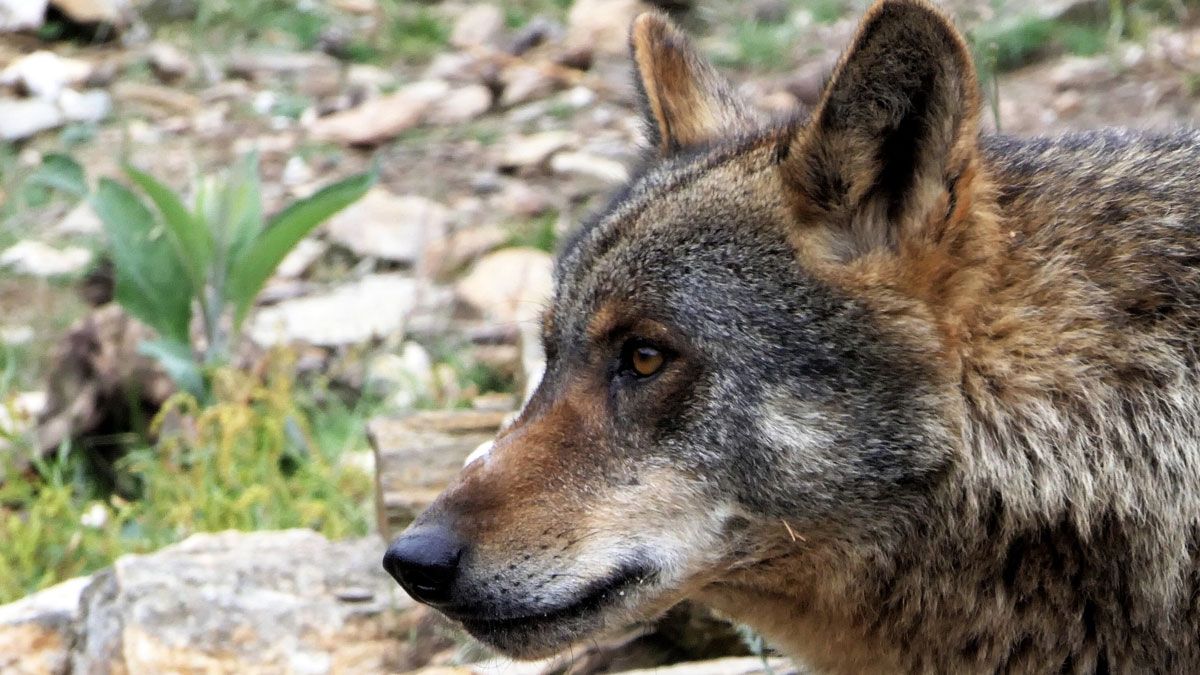 Imagen de archivo de un lobo ibérico. | ICAL