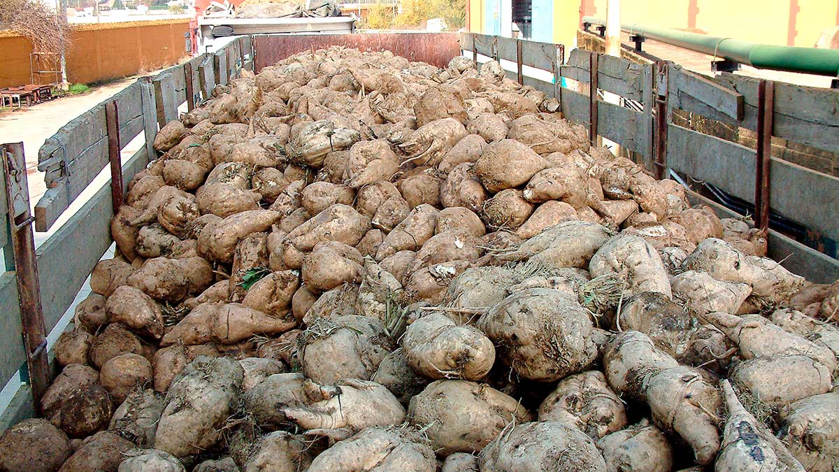 Las máquinas no pueden entrar en cerca de 700 hectáreas de remolacha de la provincia. | MAURICIO PEÑA