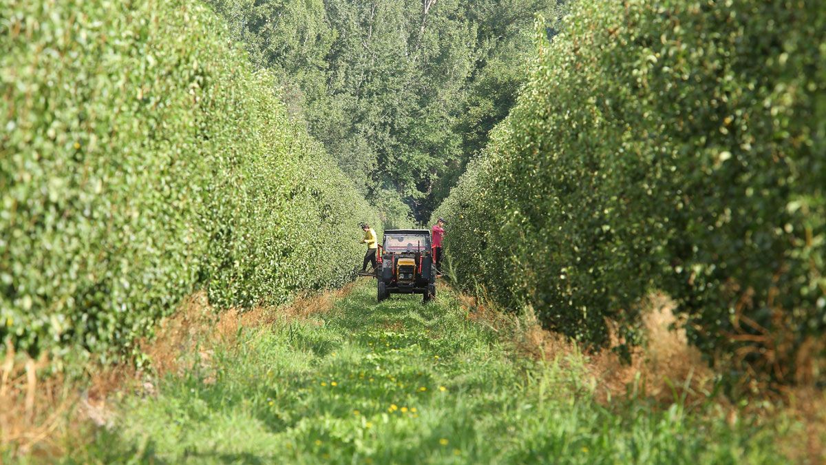 Trabajos en las fincas de frutales del Bierzo. | Ical