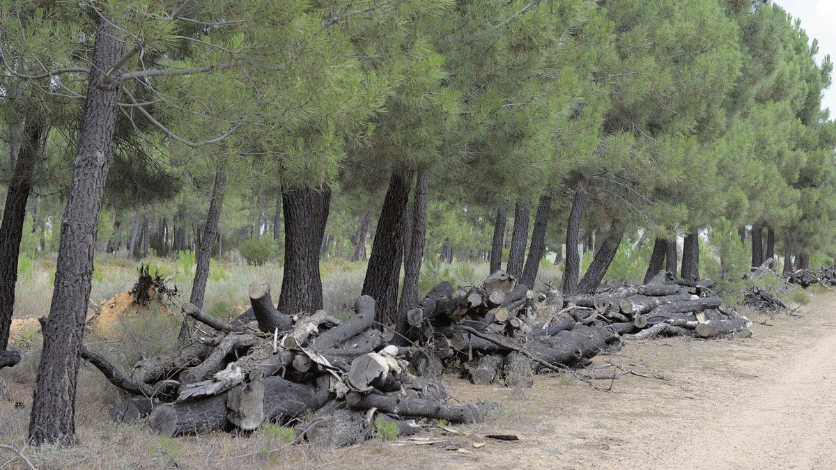 Restos de pinos apilados en la zona de Tabuyo del Monte afectado por el incendio, a la espera de ser recogido para su posterior venta. | MAURICIO PEÑA