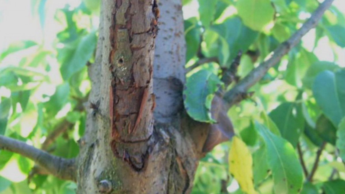 Perforan la madera y ponen huevos dentro, que infectan el árbol y estropean ramas hasta secarlo.