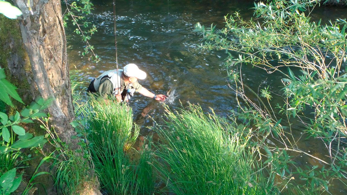 Un pescador cobrando un trucha en el río Torrestío. | R.P.N.