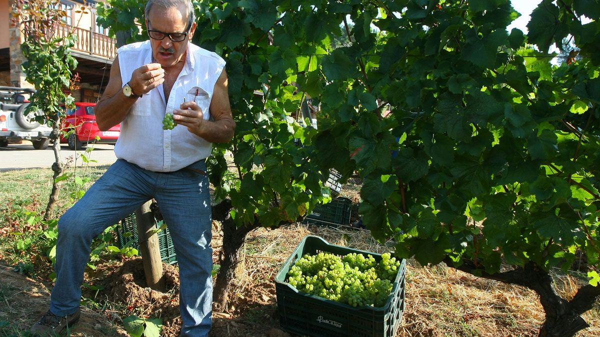 José Luis Prada a Tope prueba las uvas de los viñedos a los pies del Palacio de Canedo. | C. Sánchez (Ical)