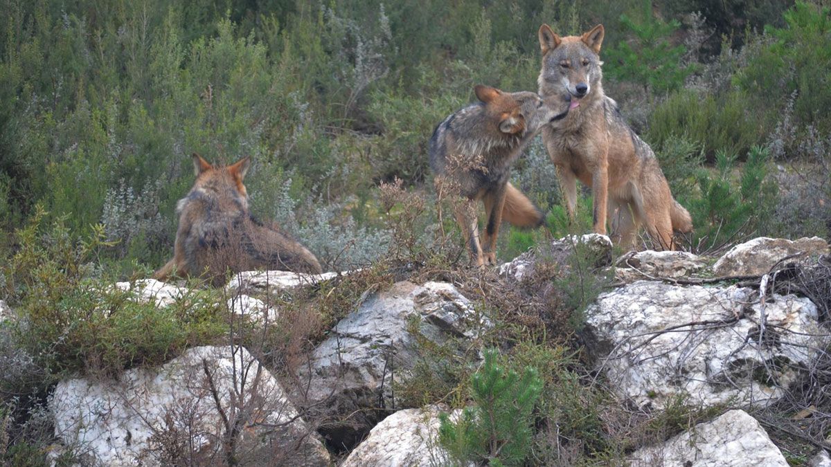lobos-ecologistas-accion-25022021.jpg