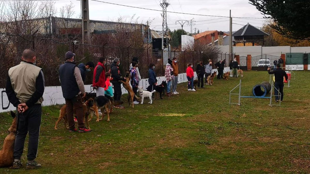 Agility León trabaja en una finca de 3.000 metros cuadrados totalmente vallada y segura en Valverde de la Virgen. | L.N.C.