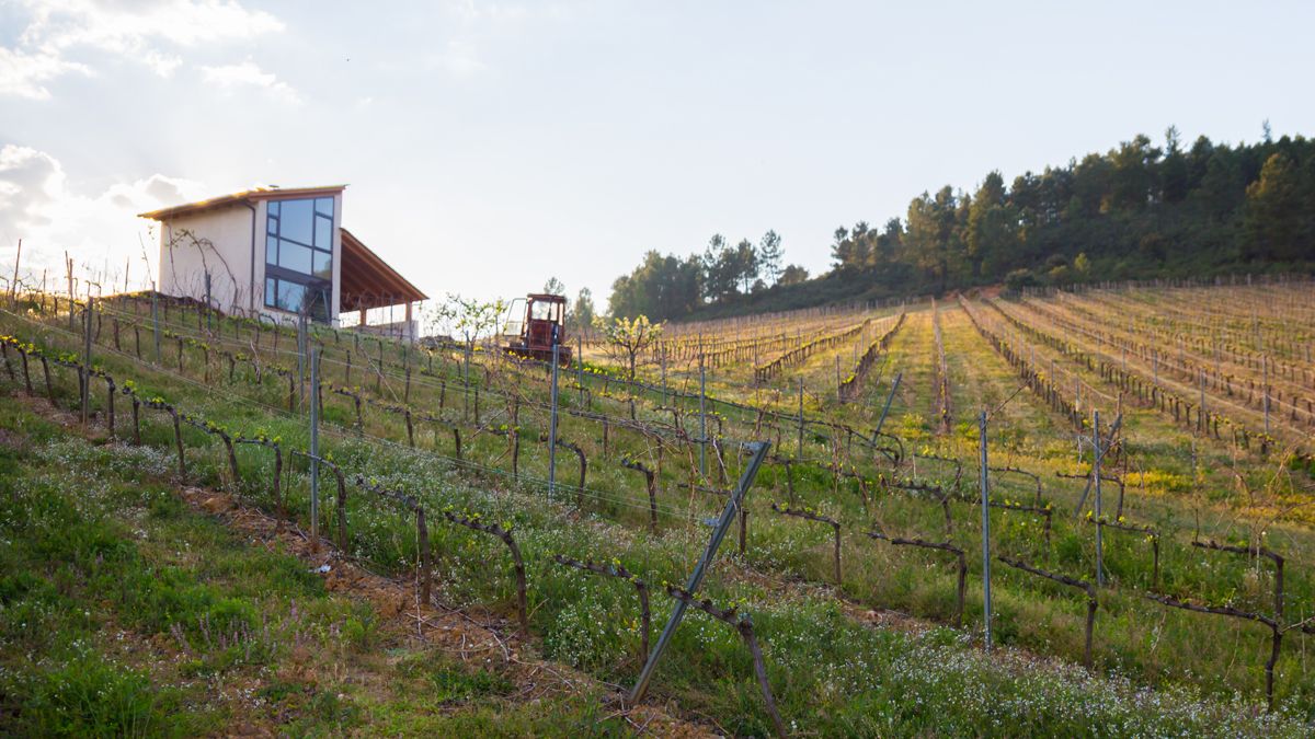 Finca en la que se cultiva el rosado mencía premiado.