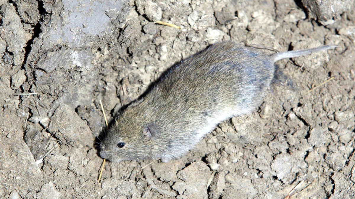 Imagen de archivo. | ICAL