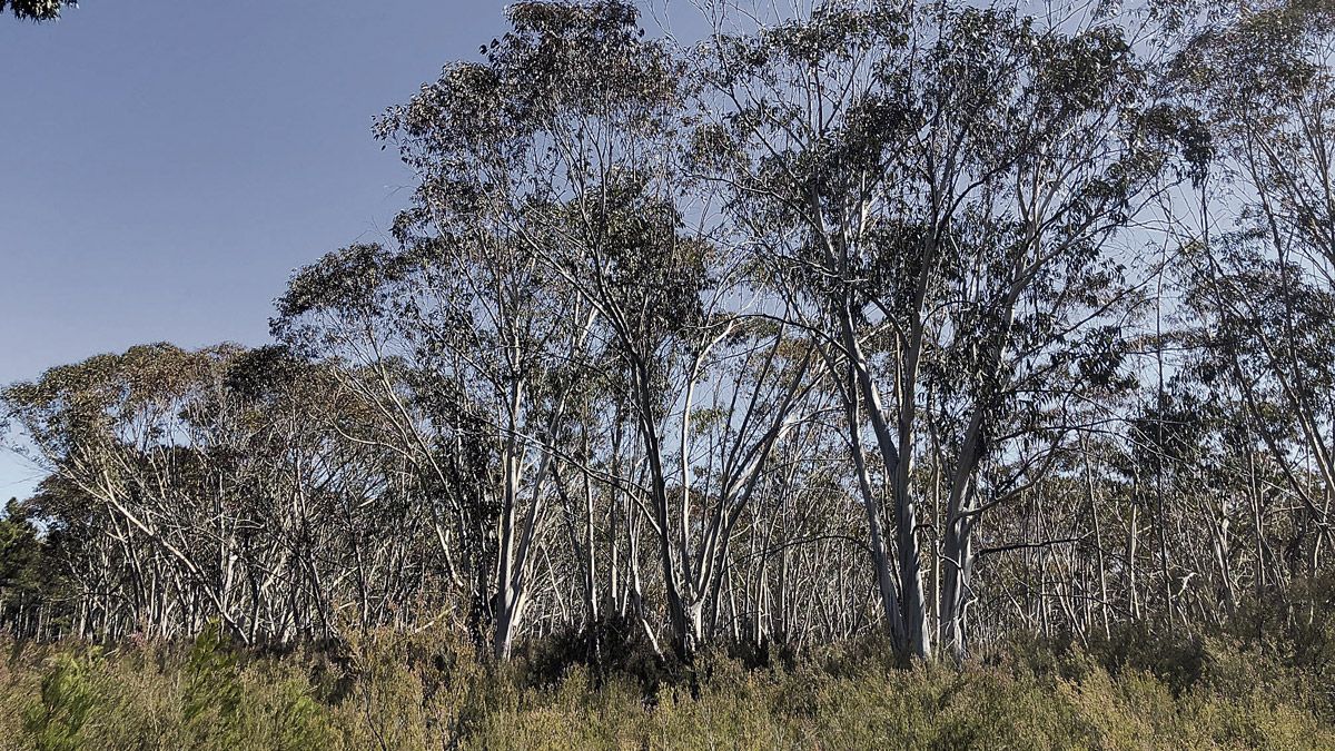 El bosque de eucaliptos se encuentra en el monte que pertenece a Valporquero de Rueda. | DAVID RUBIO