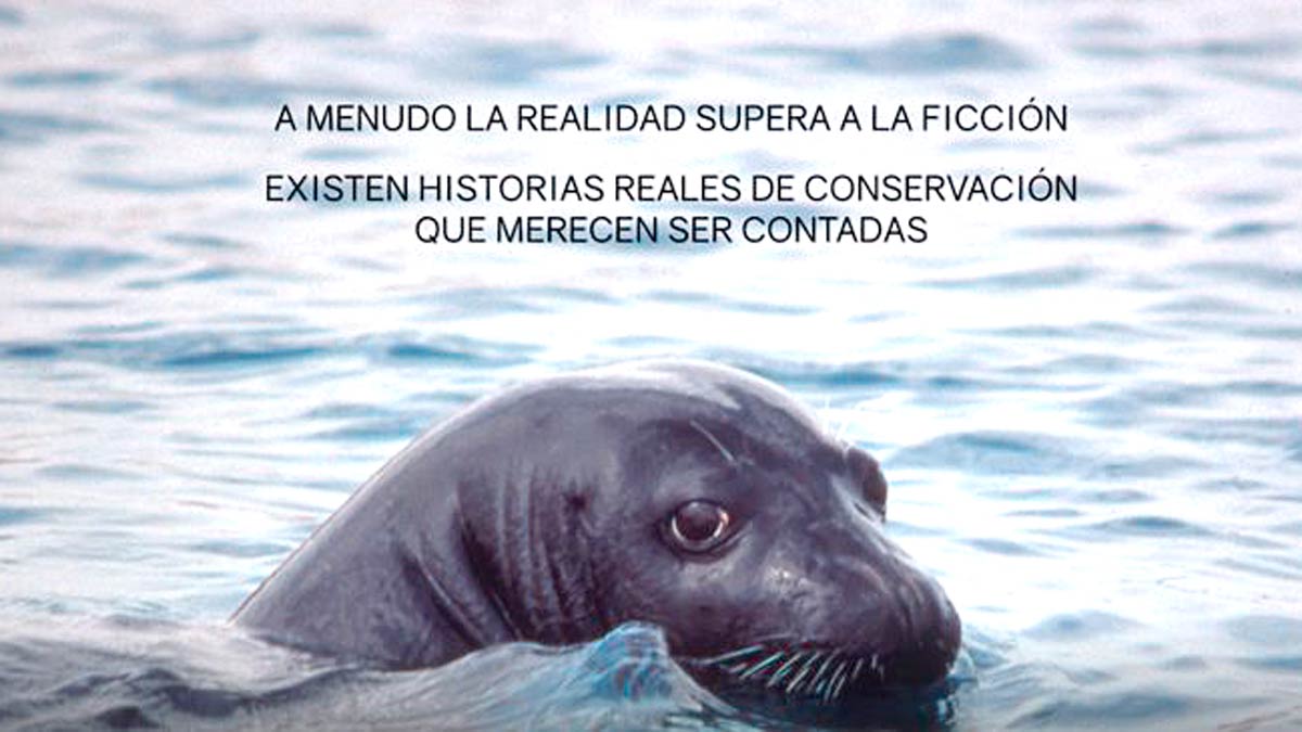 Un ejemplar de foca monje, que ha desaparecido de las costas españolas. | ULE