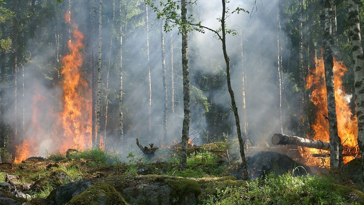 Los daños de los incendios repercuten en los bosques, algo que puede examinarse con sistemas remotos.