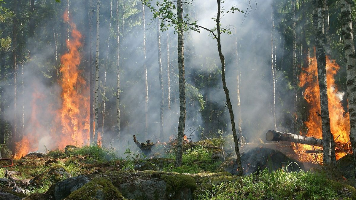 Los daños de los incendios repercuten en los bosques, algo que puede examinarse con sistemas remotos. Los daños de los incendios repercuten en los bosques, algo que puede examinarse con sistemas remotos.