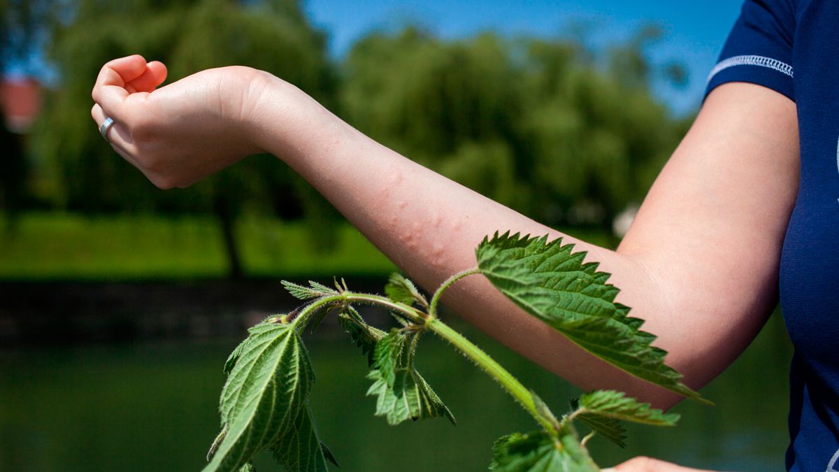 El escenario político no manifiesta seguridad en las «plantas» que salen al paso.