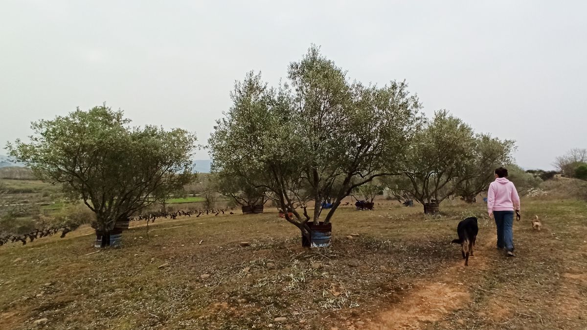 olivos-bierzo-17-04-2021.jpg