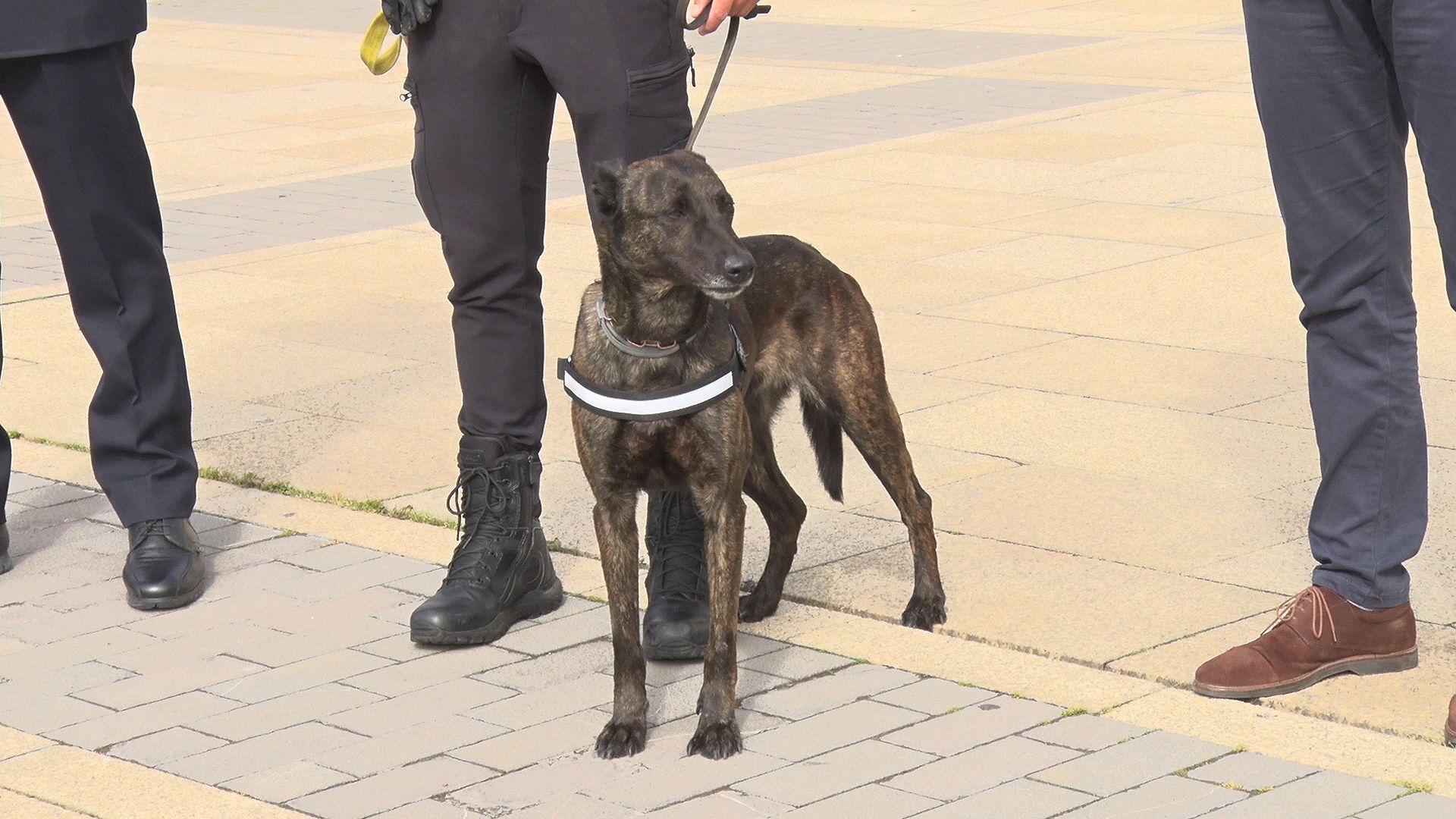 policia-local-canina-19421.jpg policia-local-canina-19421.jpg