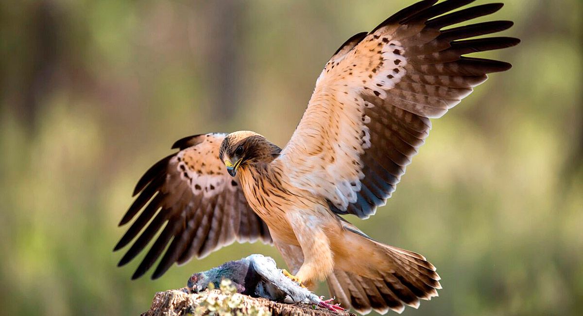 El águila calzada es una rapaz típicamente forestal, aunque se desplaza a áreas más abiertas para cazar. | JAVIER VALLADARES