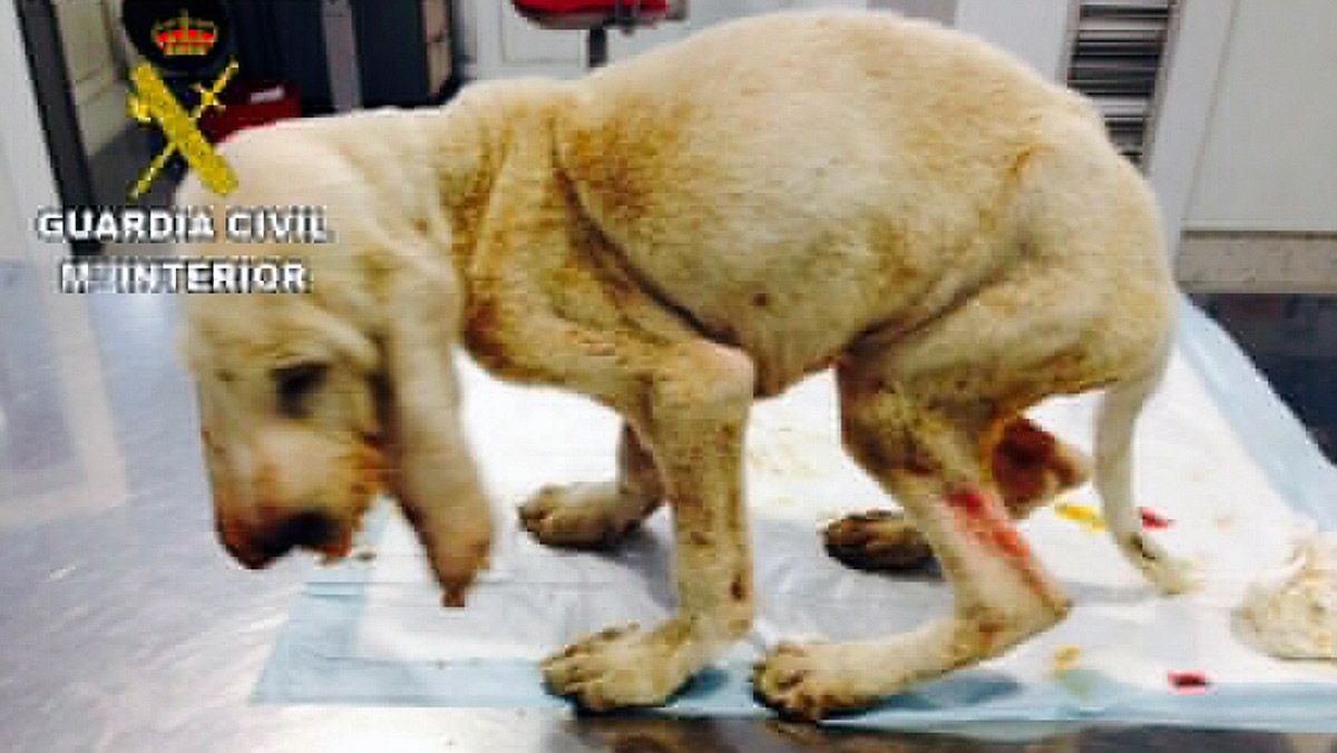 El cachorro que recibió maltrato animal. | LN.C.
