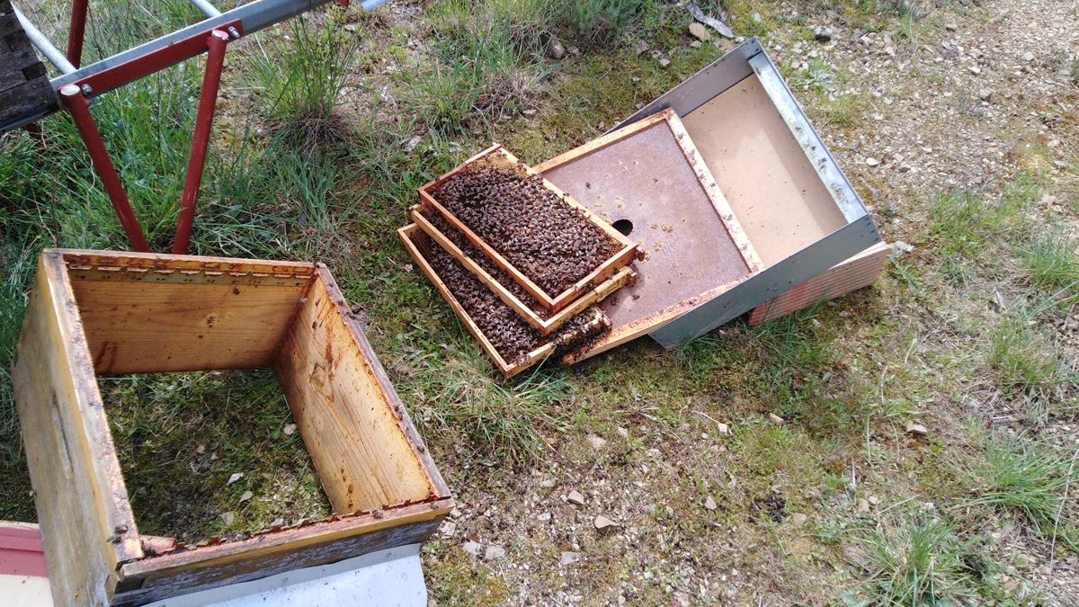 Los ataques a las colmenas de la zona dejan unos daños cuantiosos.