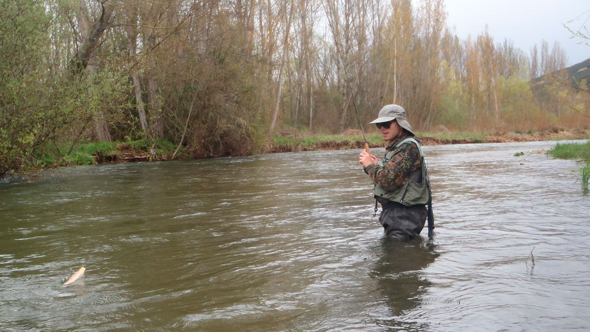 Un pescador se cobra una trucha en el río Porma. | R.P.N.