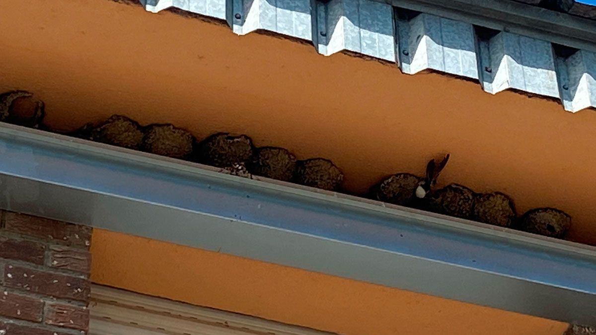 Algunos de los nidos que se dejan ver bajo el tejado del colegio. | EL BIERZO SENTIDO